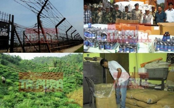 Narco politics abruptly ruining the state, provoking terrorism and smuggling beyond the borders, Tripura turns to be a den for cannabis smuggling Narco politics abruptly ruining the state, provoking terrorism and smuggling beyond the borders, Tripura turns to be a den for cannabis smuggling